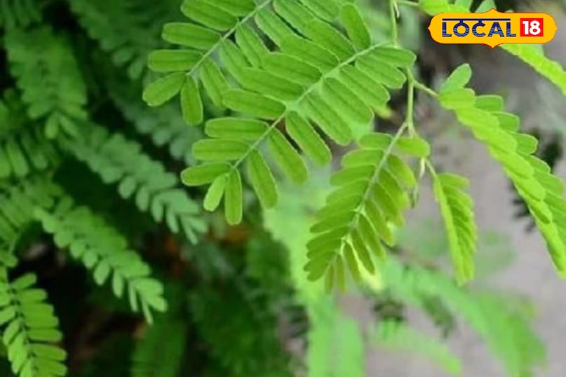 মোরাদাবাদের খবর, হিন্দি খবর, স্থানীয় খবর, আপ নিউজ, মোরাদাবাদের খবর, হিন্দি খবর, স্থানীয় খবর, ইউপি খবর।