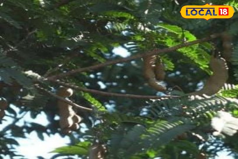 মোরাদাবাদের খবর, হিন্দি খবর, স্থানীয় খবর, আপ নিউজ, মোরাদাবাদের খবর, হিন্দি খবর, স্থানীয় খবর, ইউপি খবর।