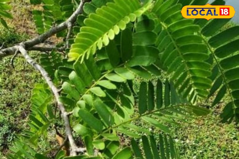 মোরাদাবাদের খবর, হিন্দি খবর, স্থানীয় খবর, আপ নিউজ, মোরাদাবাদের খবর, হিন্দি খবর, স্থানীয় খবর, ইউপি খবর।