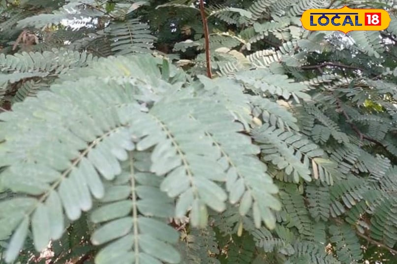 মোরাদাবাদের খবর, হিন্দি খবর, স্থানীয় খবর, আপ নিউজ, মোরাদাবাদের খবর, হিন্দি খবর, স্থানীয় খবর, ইউপি খবর।