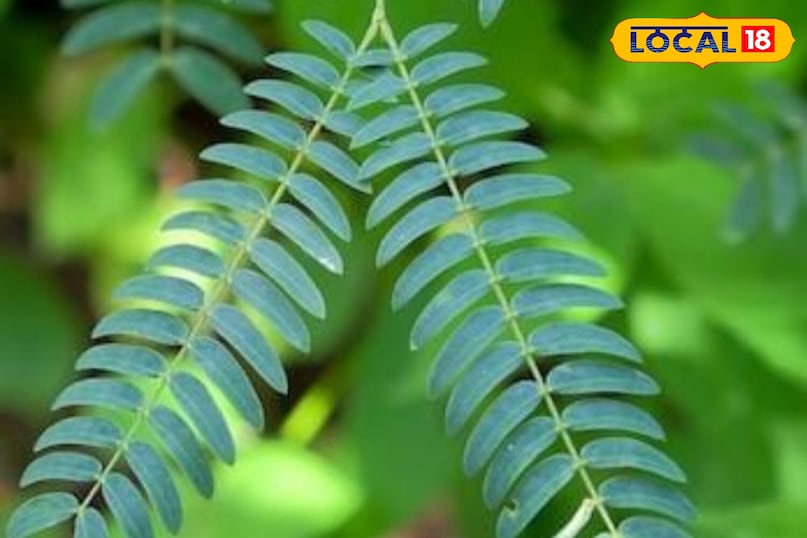 মোরাদাবাদের খবর, হিন্দি খবর, স্থানীয় খবর, আপ নিউজ, মোরাদাবাদের খবর, হিন্দি খবর, স্থানীয় খবর, ইউপি খবর।