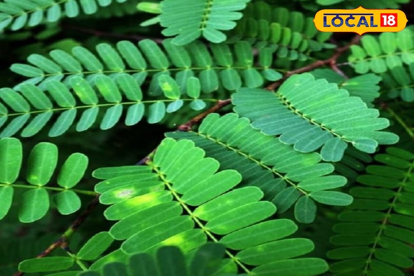 মোরাদাবাদের খবর, হিন্দি খবর, স্থানীয় খবর, আপ নিউজ, মোরাদাবাদের খবর, হিন্দি খবর, স্থানীয় খবর, ইউপি খবর।