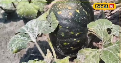 कद्दू की खेती से 60-90 दिनों में लाखों का मुनाफा, जानें पूरी विधि.