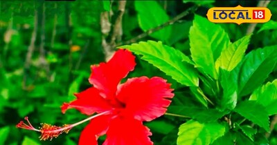 Hibiscus: Goddess Kali's Favorite Flower, A Remedy for Constipation, Cough, Blood Sugar, Hairfall
