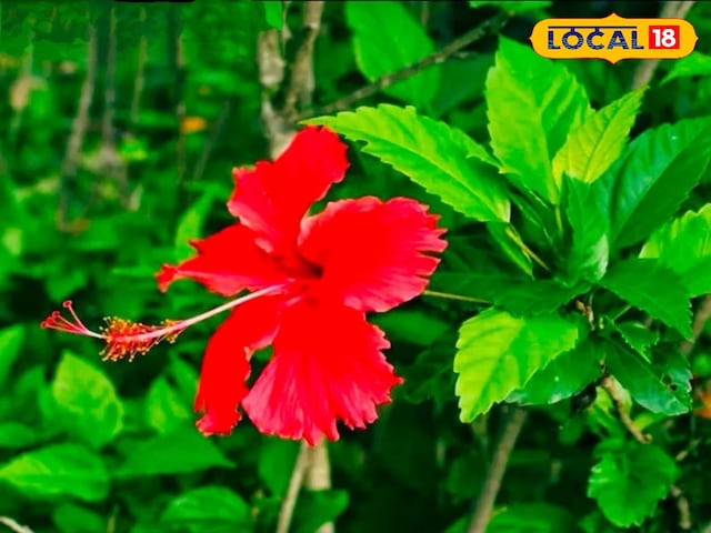 কালী মায়ের প্রিয় ফুল স্বাস্থ্যের ধন, যত্ন নিন আপনার হৃদয়, চুল ও ত্বকের!