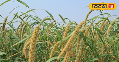 ज्वार का प्रयोग मुर्गी चारा, हरा चारा, सूखा चारा व साइलेज बनाकर पशुओं को खिलाया