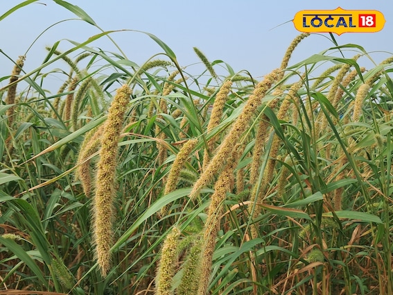 सुखाग्रस्त क्षेत्रों में करें इन फसलों की खेती, धान से 20% कम पानी की जरुरत सुखाग्रस्त क्षेत्रों में करें इन फसलों की खेती, धान से 20% कम पानी की जरुरत