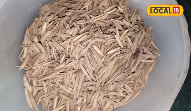 इंद्र जौ कड़वा: मधुमेह, पाचन और बवासीर के लिए असरदार आयुर्वेदिक औषधि.