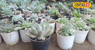 Transform Your Home: 5 Indoor Plants That Outshine Expensive Perfumes