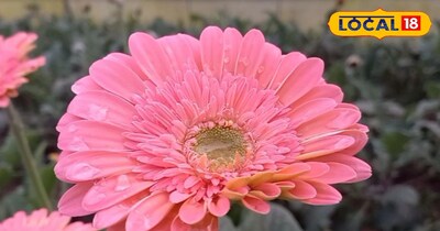 जरबेरा फूल की खेती से अश्वनी कुमार की हो रही करोड़ों में कमाई