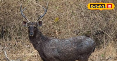 प्रतीकात्मक तस्वीर 