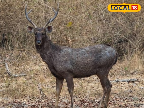 भारत की सबसे बड़ी हिरण प्रजाति सांभर, बिहार के इस जंगल में बढ़ रही आबादी भारत की सबसे बड़ी हिरण प्रजाति सांभर, बिहार के इस जंगल में बढ़ रही आबादी