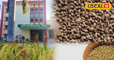 रीवा के कोदो के बीज की डिमांड बढ़ी.
