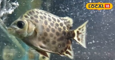 देहरादून की इन नदियों पर भी प्रदूषण का साया