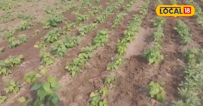 Sitamarhi Farmer Transforms Bean Cultivation into High-Income Model