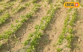 मेड़ पर पालक, बीच में भिंडी... इस किसान ने खेत को बनाया ATM, रोज निकलती दौलत!