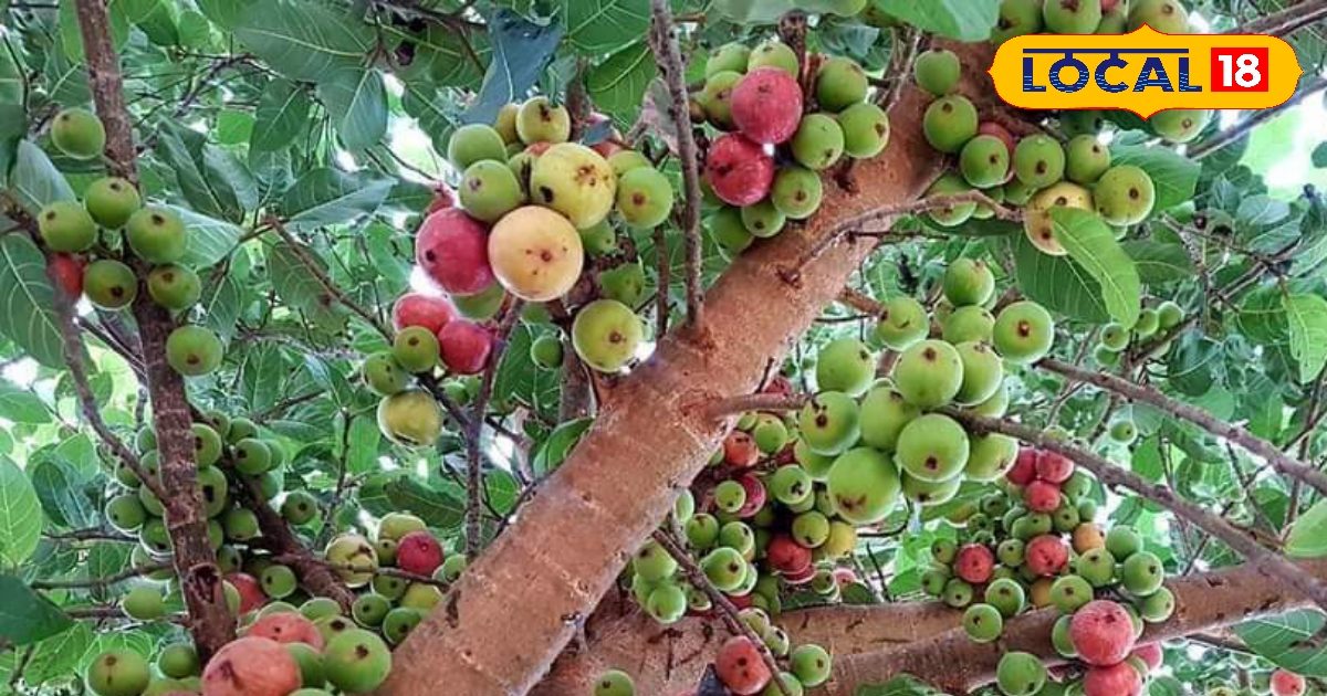 प्राकृतिक दवाओं की खान है गूलर! जड़ से तने तक हर हिस्सा औषधि, रोगों में रामबाण