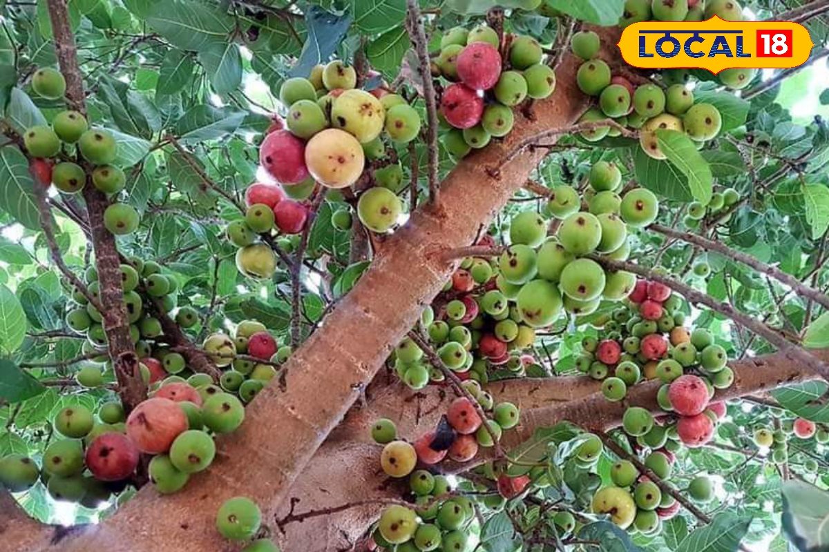 बड़ा गुणकारी है ये गूलर का पेड़, पत्ती से लेकर जड़ तक में औषधीय गुण, जानें इसके कमाल के फायदे