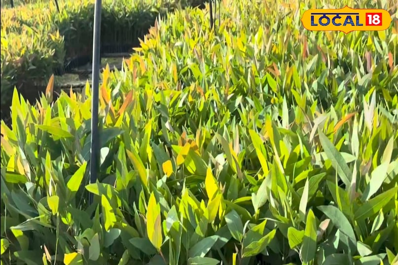 Moradabad news, hindi news, local news, up news, मुरादाबाद समाचार, हिंदी समाचार, लोकल समाचार, यूपी समाचार । Moradabad news, hindi news, local news, up news, मुरादाबाद समाचार, हिंदी समाचार, लोकल समाचार, यूपी समाचार ।