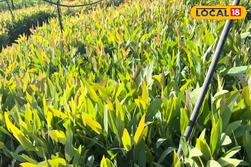 Moradabad news, hindi news, local news, up news, मुरादाबाद समाचार, हिंदी समाचार, लोकल समाचार, यूपी समाचार। Moradabad news, hindi news, local news, up news, मुरादाबाद समाचार, हिंदी समाचार, लोकल समाचार, यूपी समाचार।