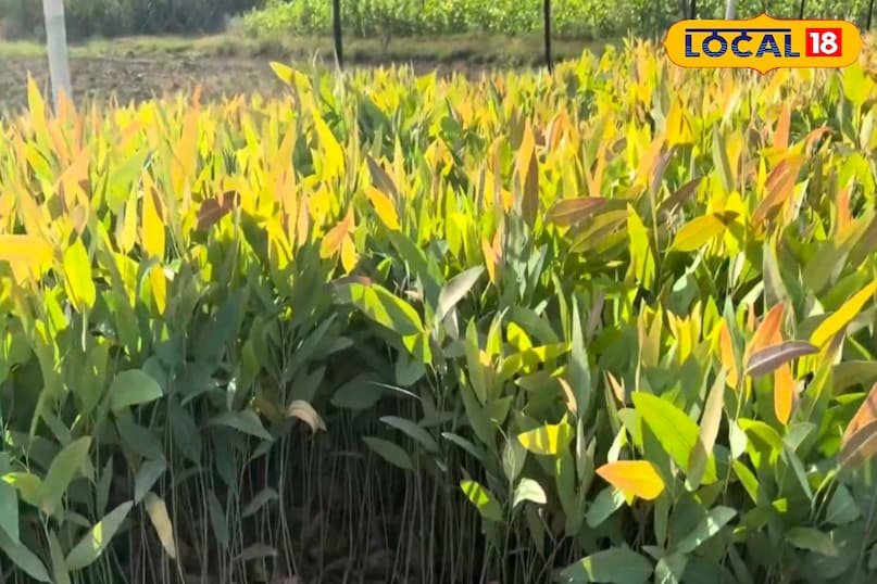 মোরাদাবাদের খবর, হিন্দি খবর, স্থানীয় খবর, আপ নিউজ, মোরাদাবাদের খবর, হিন্দি খবর, স্থানীয় খবর, ইউপি খবর। মোরাদাবাদের খবর, হিন্দি খবর, স্থানীয় খবর, আপ নিউজ, মোরাদাবাদের খবর, হিন্দি খবর, স্থানীয় খবর, ইউপি খবর।