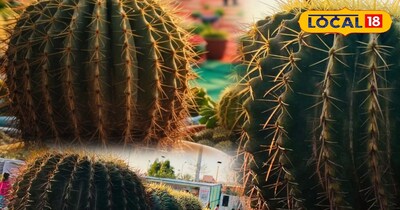 85 हजार का गोल्डन बैरल कैक्टस