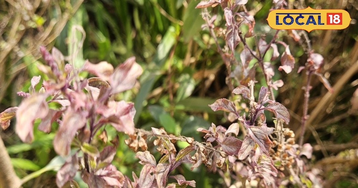 घर की तुलसी अचानक सूख गई? नजरअंदाज मत कीजिए… हो सकता है बड़ा संकेत! घर की तुलसी अचानक सूख गई? नजरअंदाज मत कीजिए… हो सकता है बड़ा संकेत!