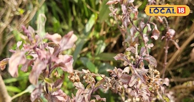 सूखी तुलसी क्या दे रही है आपके घर को कोई संकेत.