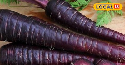 काली गाजर की खेती से किसानों को मिलेगा ज्यादा मुनाफा, बाजार में बढ़ रही मांग