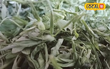 Mithilanchal's Khesari Greens: A Traditional Delicacy with Corn Flatbread