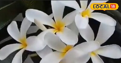 गजब है ये दुनिया का सबसे अनोखा फूल जिसपर कभी नहीं बैठता भंवरा.