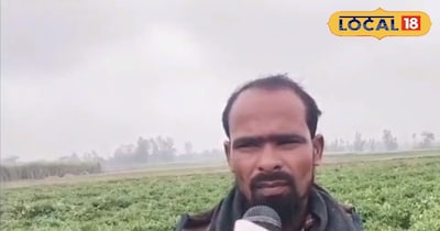 टमाटर की खेती।