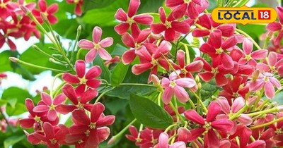 मधुमालती 