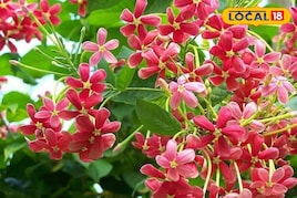 मधुमालती को बनाना है फूलों से लबालब? फरवरी मार्च में करें ये 3 जरूरी काम