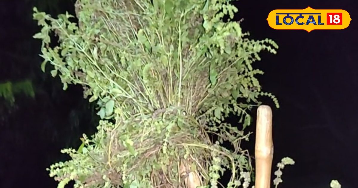 जिसे जानवर भी नहीं लगाते मुंह, वो बाजार में बिकता 200 रुपए किलो, फायदे जान दौड़ पड़ेंगे खरीदने