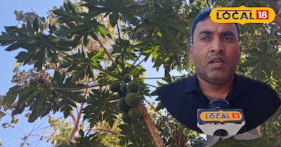 पपीता कि खेती