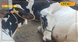 गाय रोजाना बालटी भरके करेगी दूध, कभी नहीं पड़ेगी बीमार, बस शुरू करें ये खिलाना