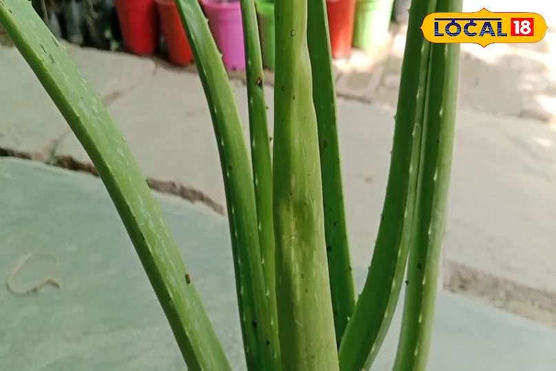 pimples and blemishes pimples and blemishes