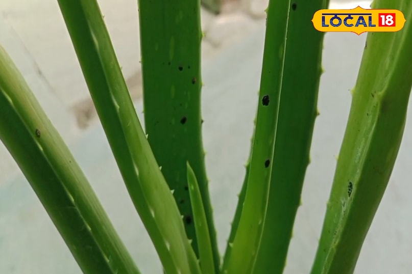 Anti-aging support Anti-aging support