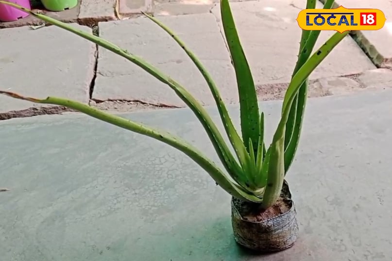 Digestion and Immunity Digestion and Immunity