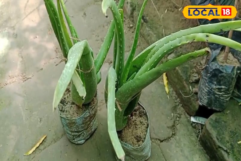 blood sugar blood sugar