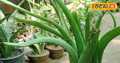 एलोवेरा के अद्भुत फायदे 