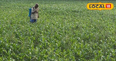 पूर्वी चंपारण का यह गांव मक्का के लिए है प्रसिद्ध, किसान लगाते हैं केवल मक्का।