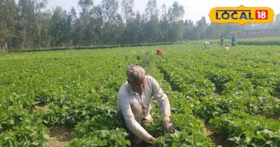 किसान ने YouTube से सीखी खेती, 9 बीघा में लगाया लाल-सफेद राजमा, अब होगी तगड़ी कम