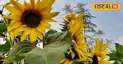 सूरजमुखी की खेती