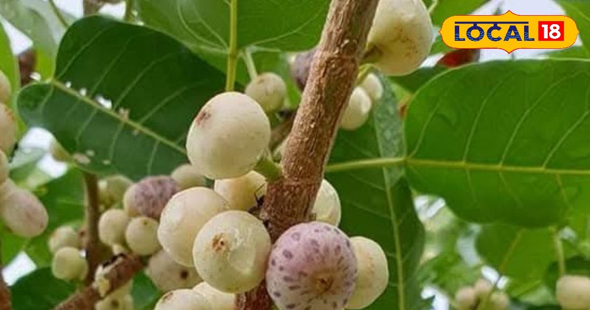 ऑक्सीजन का पावर हाउस और दर्जनों बीमारियों का काल है यह पेड़, फायदे जान हो जाएंगे हैरान