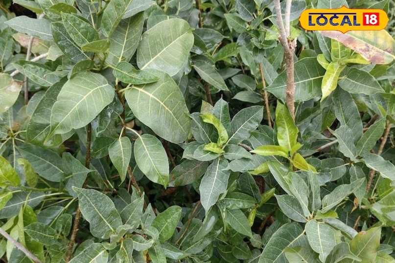 মোরাদাবাদের খবর, হিন্দি খবর, স্থানীয় খবর, আপ নিউজ, মোরাদাবাদের খবর, হিন্দি খবর, স্থানীয় খবর, ইউপি খবর। 