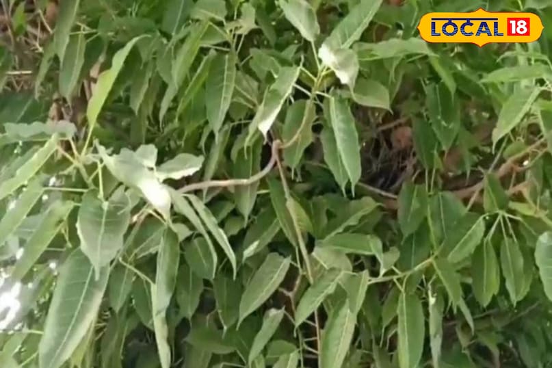 মোরাদাবাদের খবর, হিন্দি খবর, স্থানীয় খবর, আপ নিউজ, মোরাদাবাদের খবর, হিন্দি খবর, স্থানীয় খবর, ইউপি খবর।