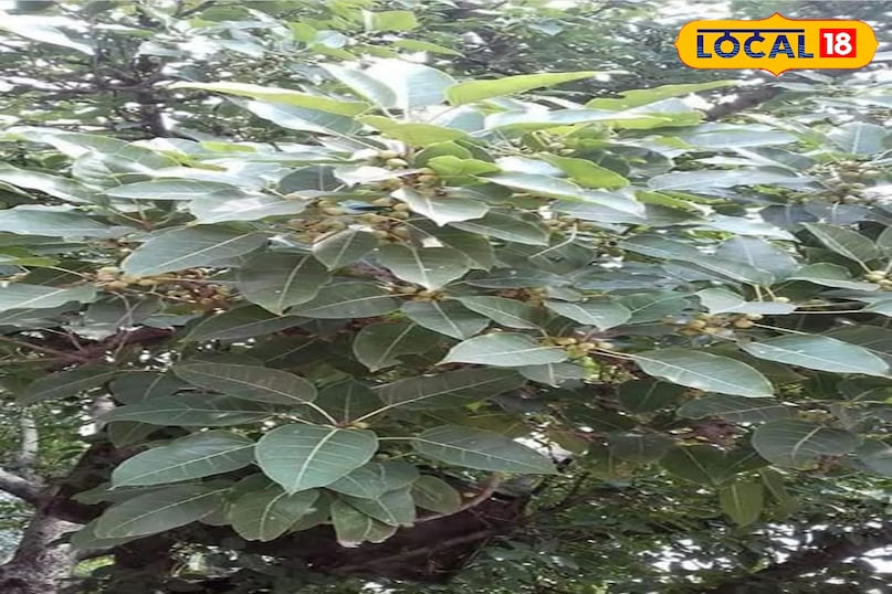 মোরাদাবাদের খবর, হিন্দি খবর, স্থানীয় খবর, আপ নিউজ, মোরাদাবাদের খবর, হিন্দি খবর, স্থানীয় খবর, ইউপি খবর।