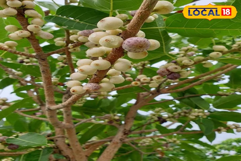 মোরাদাবাদের খবর, হিন্দি খবর, স্থানীয় খবর, আপ নিউজ, মোরাদাবাদের খবর, হিন্দি খবর, স্থানীয় খবর, ইউপি খবর।